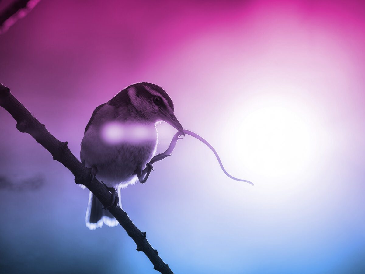 The early bird, literally catching the worm